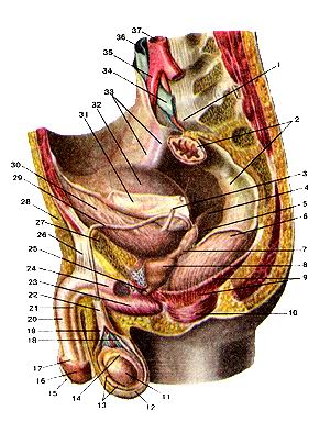Рис. 223. Мужские половые органы 
  (organa genitalia masculina).
  Вид слева. Левые отделы стенок 'газа и левая стенка мошонки
  удалены.
  1-мыс крестца; 2-прямая кишка (покрыта брюшиной); 3-моче-точник (левый); 4-прямокишечно-мочепузырная 
  складка (правая); 5-прямокишечно-мочепузырное углубление; 6-прямая кишка (обнажена 
  мышечная оболочка); 7-семенной пузырек (левый); 8-предстательная железа; 9-мышца, 
  поднимающая задний проход; 10-наружный сфинктер заднего прохода; П-яичко; 12-мошонка; 
  13-серозная (влагалищная) оболочка яичка; 14-придаток яичка; 15-крайняя плить 
  (полового члена); 16-головка полового члена; 17-венец головки; 18-семявыносящий 
  проток; 19-внутренняя семенная фасция. 20-пещеристое тело полового члена; 21-губчатое 
  тело половою члена; 22-семенной канатик; 23-луковица полового члена; 24-седалищно-пешеристая 
  мышца; 25-нерепончатая часть мужского мочеиспускательного канала (мужской уретры); 
  26-связка, поддерживашая половой член; 27-лобковая кость: 28-подкожная клетчатка; 
  29-семявыносящий проток; 30-мочевой пузырь (мышечная оболочка); 31-брюшина; 
  32-мочевой пузырь; покрытый брюшиной; 33-наружные подвздошные артерия и вена; 
  34-левая общая подвздошная вена; 35-правая общая подвздошная артерия; 36-нижняя 
  полая вена; 37-аорта. 